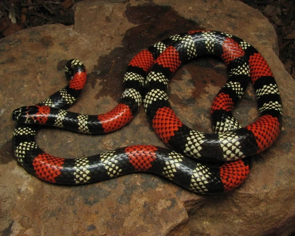 Serpente coral-verdadeira com anéis pretos, brancos e vermelhos enrolada sobre uma pedra.