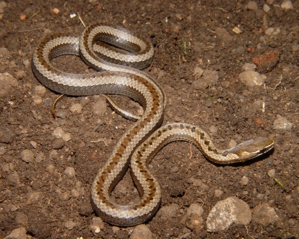 Serpente marrom com linha longitudinal escura enrolada sobre terra.