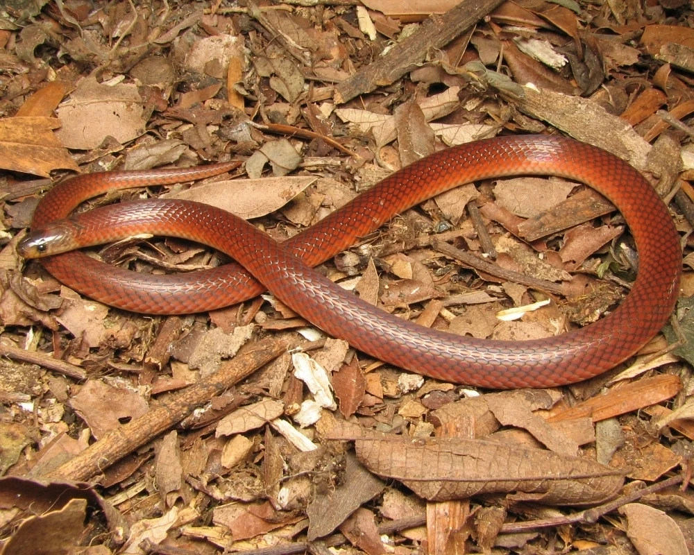 Cobra pequena de coloração vermelha com escamas lisas, encontrada sobre folhas secas no chão da mata.