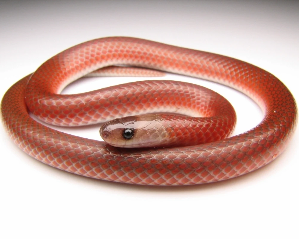 Cobra pequena vermelha de corpo uniforme e brilhante, fotografada em estúdio sobre fundo branco.