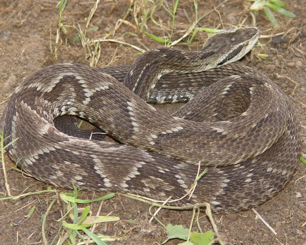 Cobra jararaca com corpo marrom e desenhos em triângulos escuros, posicionada sobre chão de terra seca.