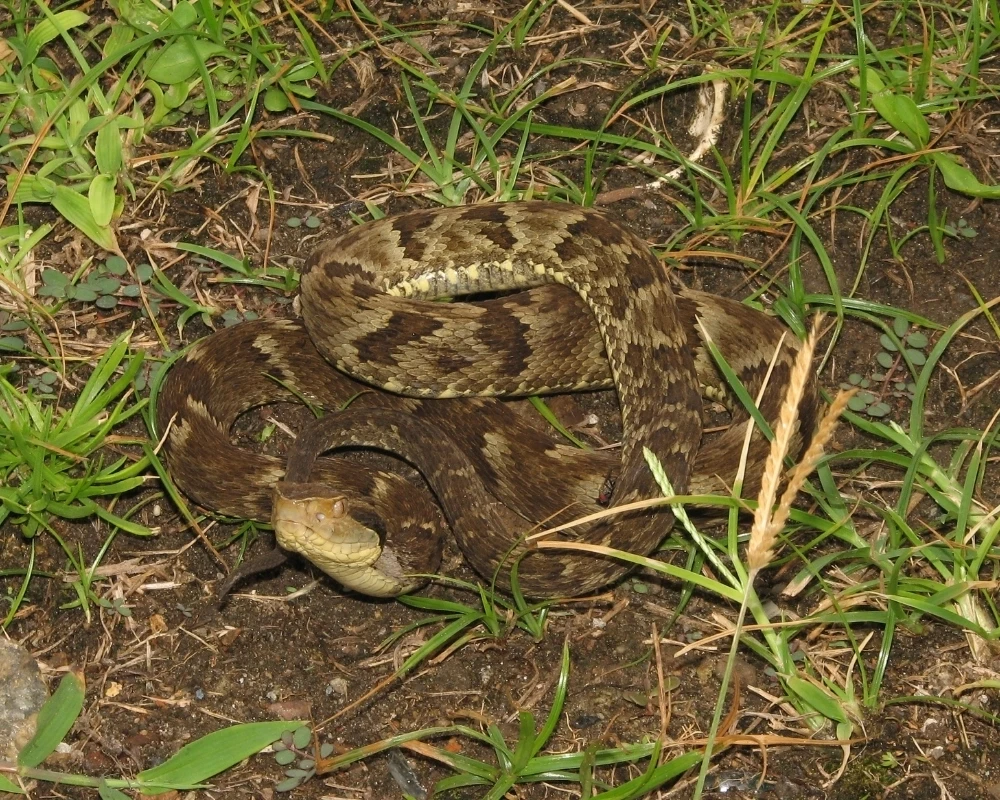Cobra jararaca marrom com manchas mais escuras ao longo do corpo, enrolada entre grama e vegetação baixa.