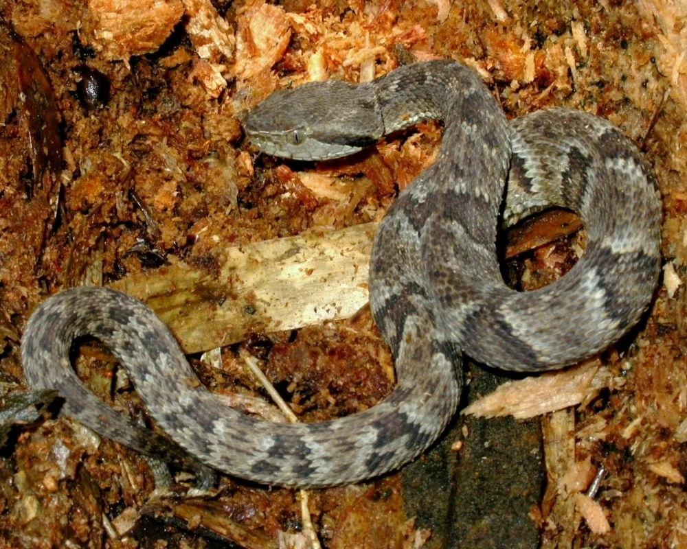 Filhote de cobra jararaca de tom acinzentado com faixas escuras, posicionada sobre folhas secas e galhos no chão da mata.