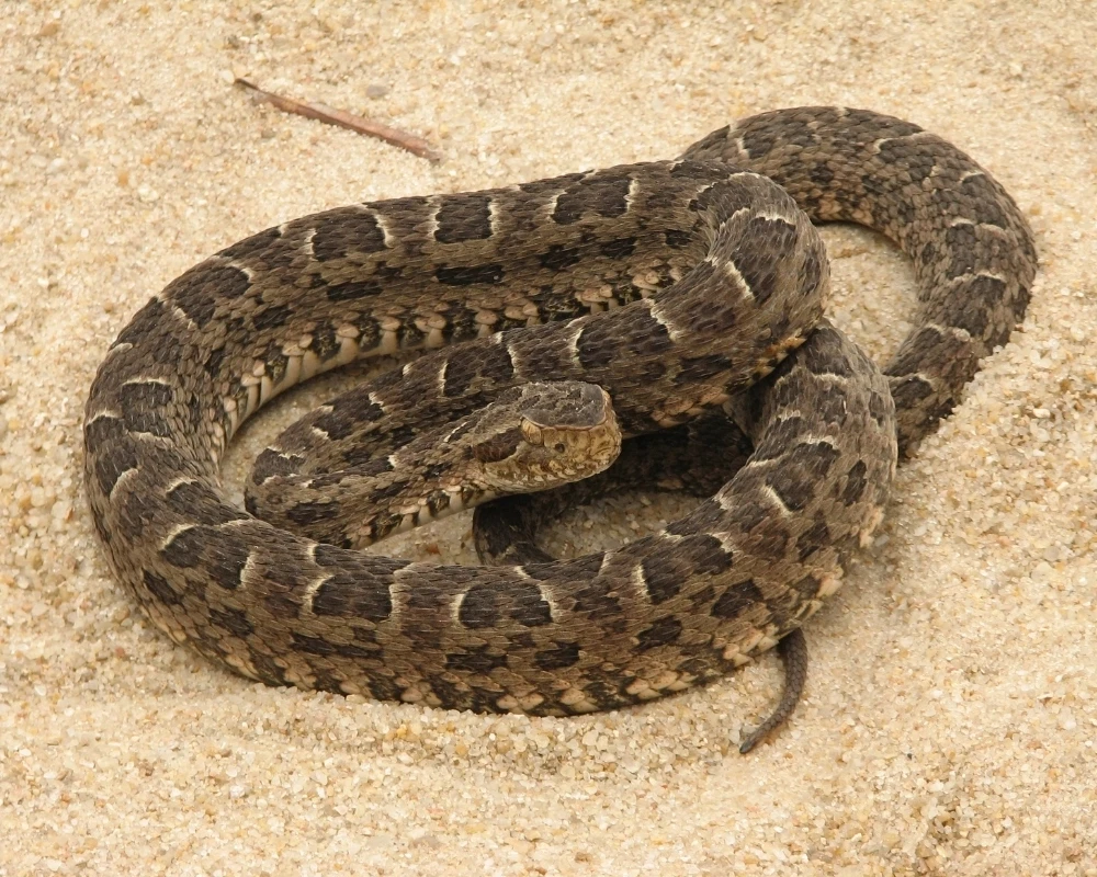 Cobra jararaca-pintada marrom com manchas escuras, enrolada sobre areia clara em ambiente aberto.