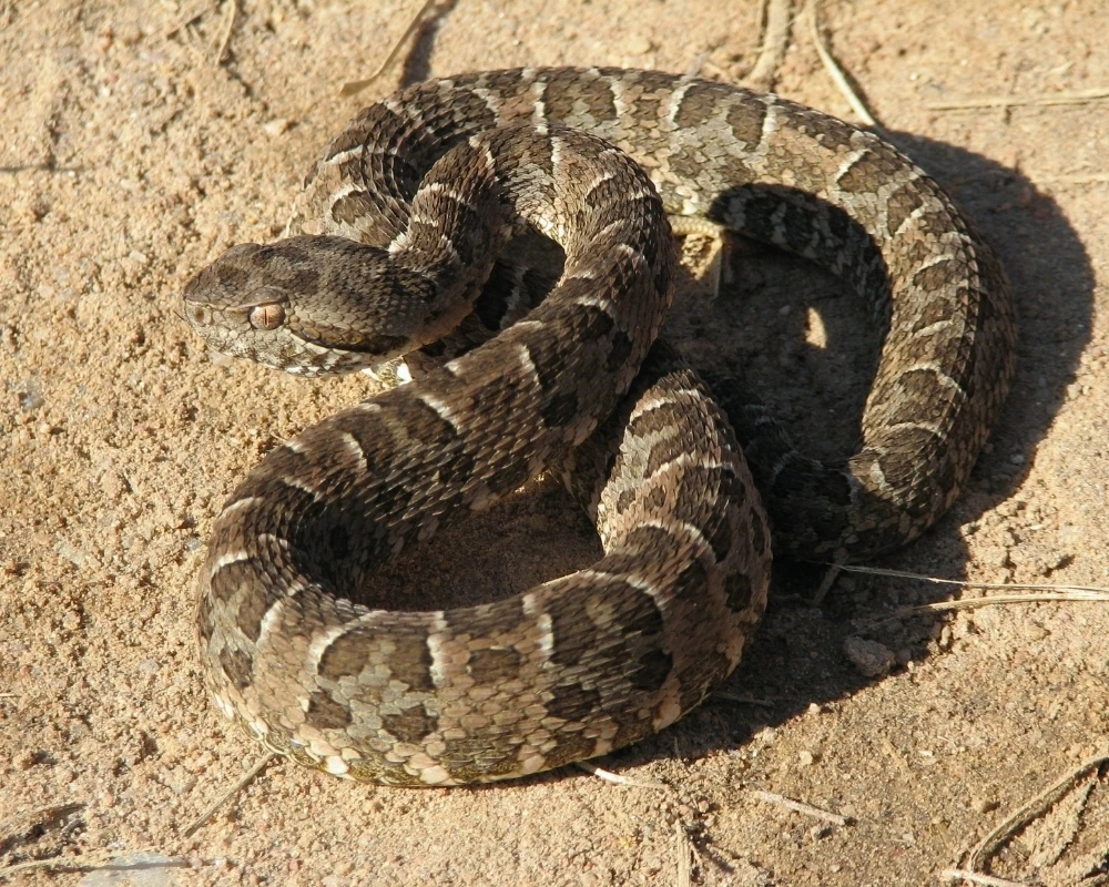 Cobra jararaca-pintada marrom com manchas escuras, enrolada sobre areia em ambiente aberto.
