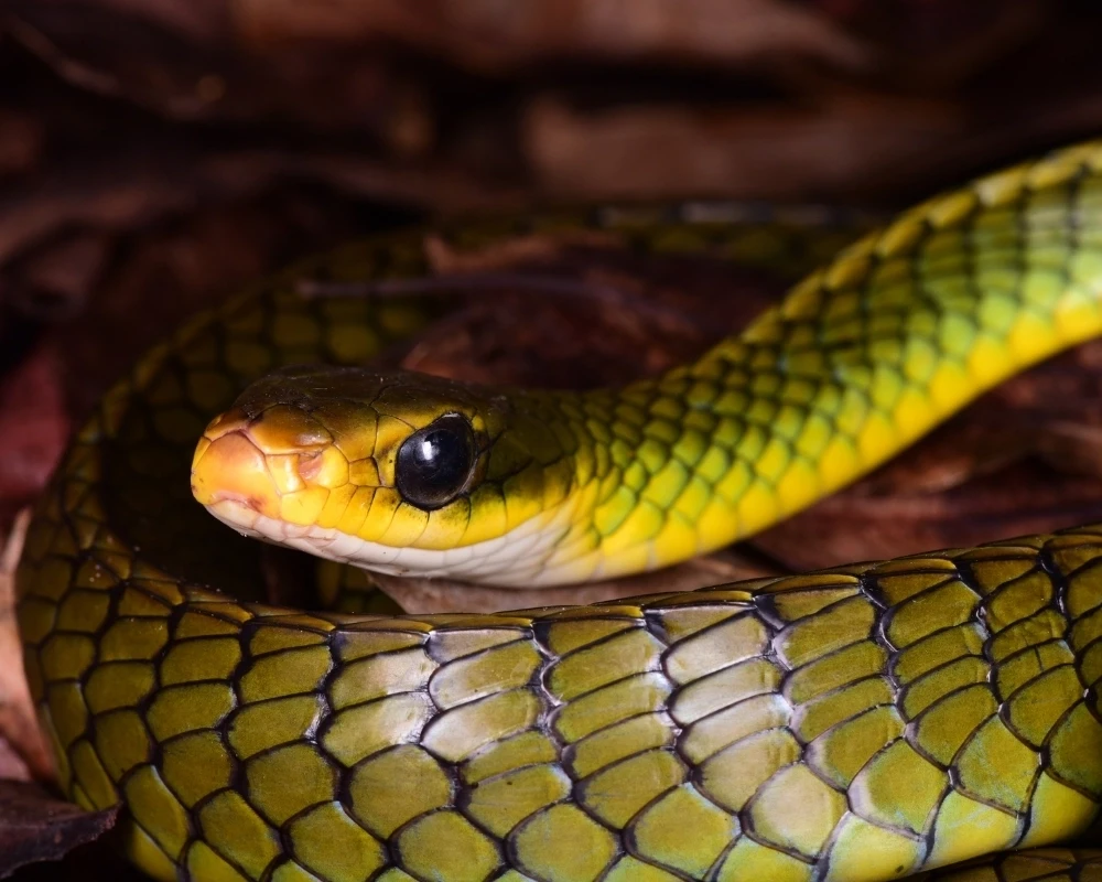 Cobra cipó alongada com escamas em tons de amarelo e verde, olhos grandes e corpo enrolado entre folhas secas no chão da mata.