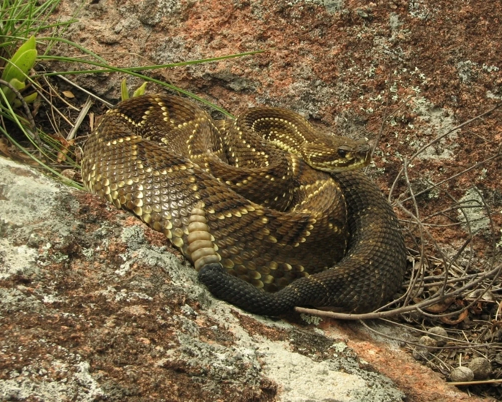 Cobra cascavel marrom e amarelada com padrão geométrico no corpo e chocalho erguido, sobre rocha em área aberta.