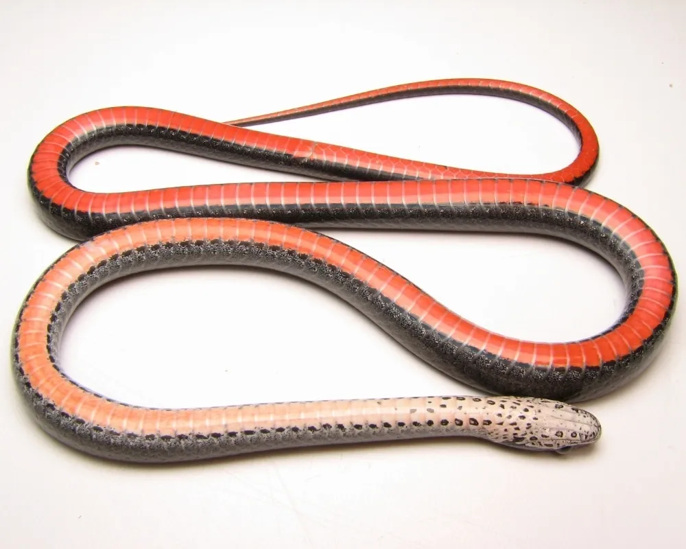 Serpente com ventre vermelho virado para cima, enrolada em fundo branco.