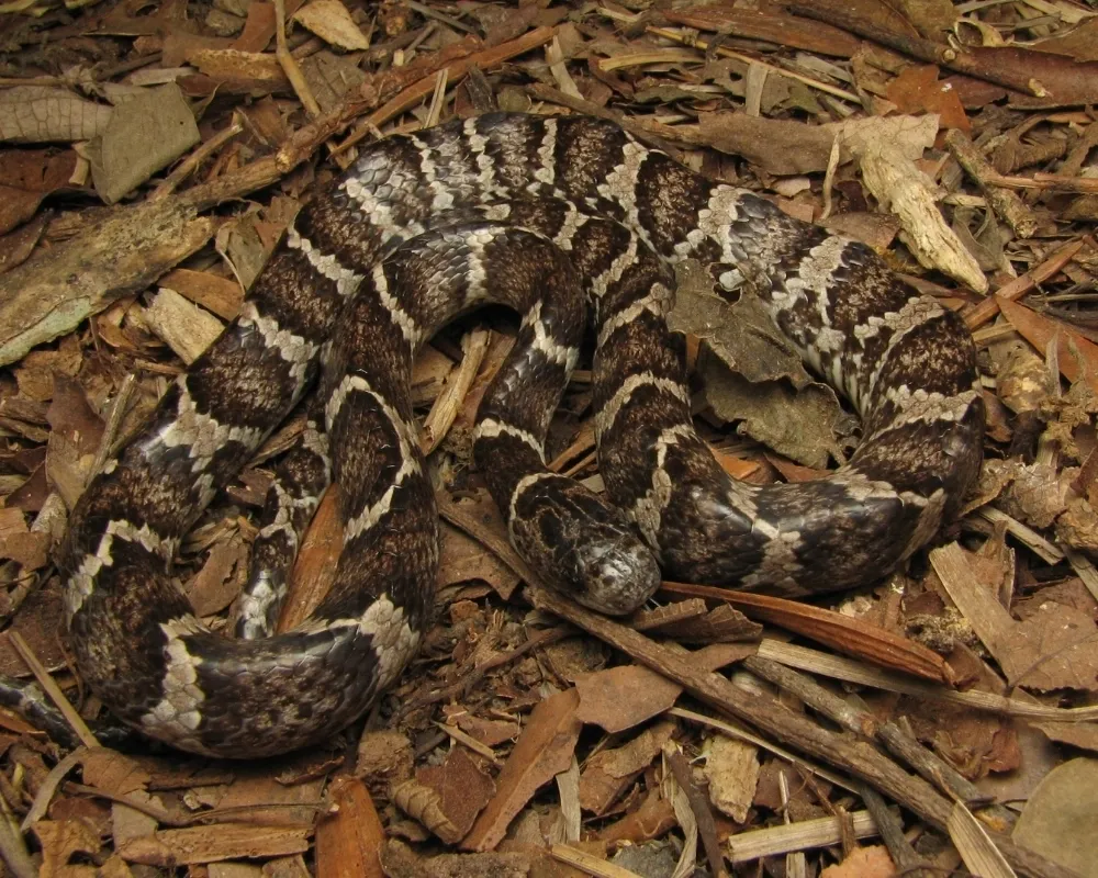Serpente marrom com padrão contrastante enrolada sobre folhas secas na floresta.