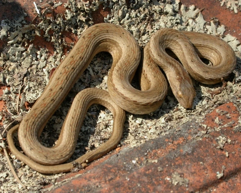 Cobra de coloração bege clara com pequenas marcas escuras no corpo, posicionada sobre telhas com líquens.