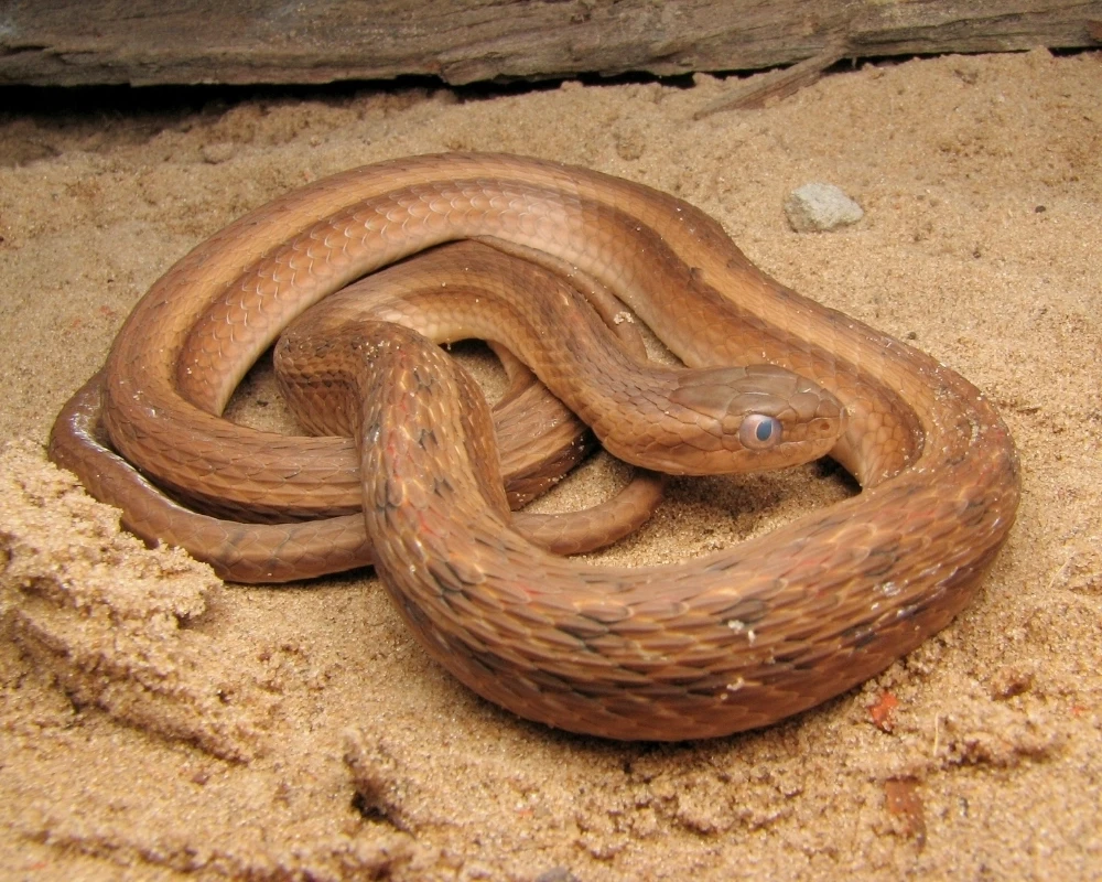 Cobra marrom clara com escamas discretamente manchadas, enrolada sobre areia em ambiente seco.