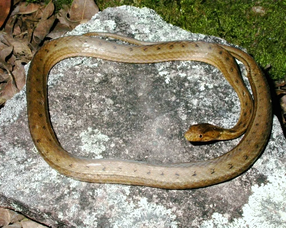 Serpente marrom-clara com pequenas manchas escuras sobre rocha em ambiente natural.