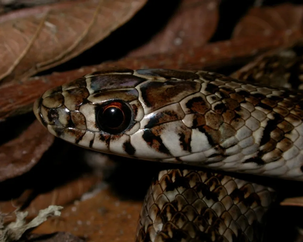 Close-up da cabeça de serpente com padrão marrom e creme em ambiente de mata.