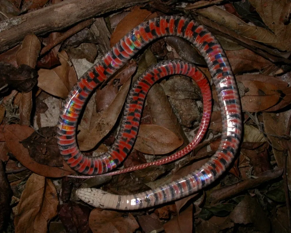 Serpente com ventre vermelho e faixas escuras enrolada sobre folhas secas.