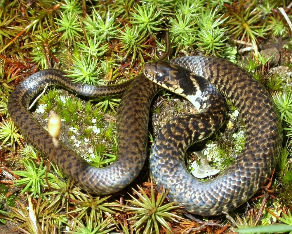 Serpente marrom-escura com padrão reticulado enrolada entre musgos verdes.