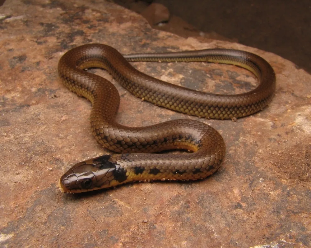 Serpente marrom com manchas escuras e ventre amarelado sobre superfície rochosa.