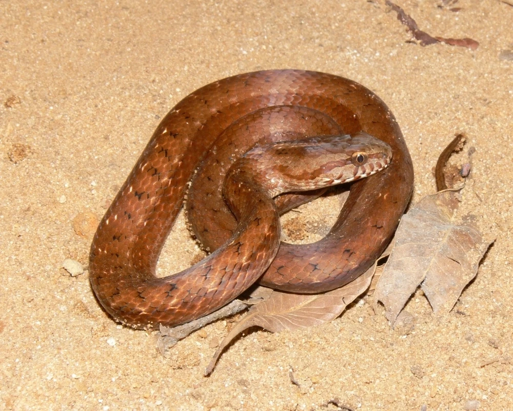 Cobra marrom-avermelhada com pequenas manchas no dorso, enrolada sobre areia clara com folhas secas.