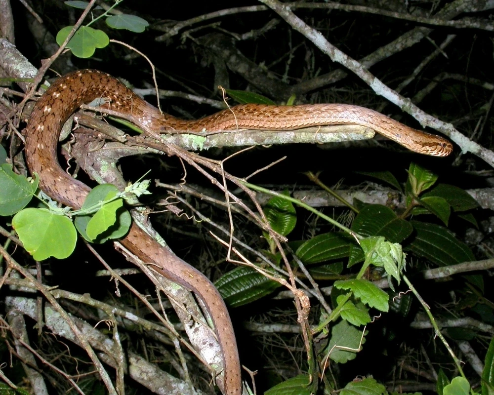Cobra marrom comprida, posicionada sobre galhos e folhas em vegetação densa durante a noite.
