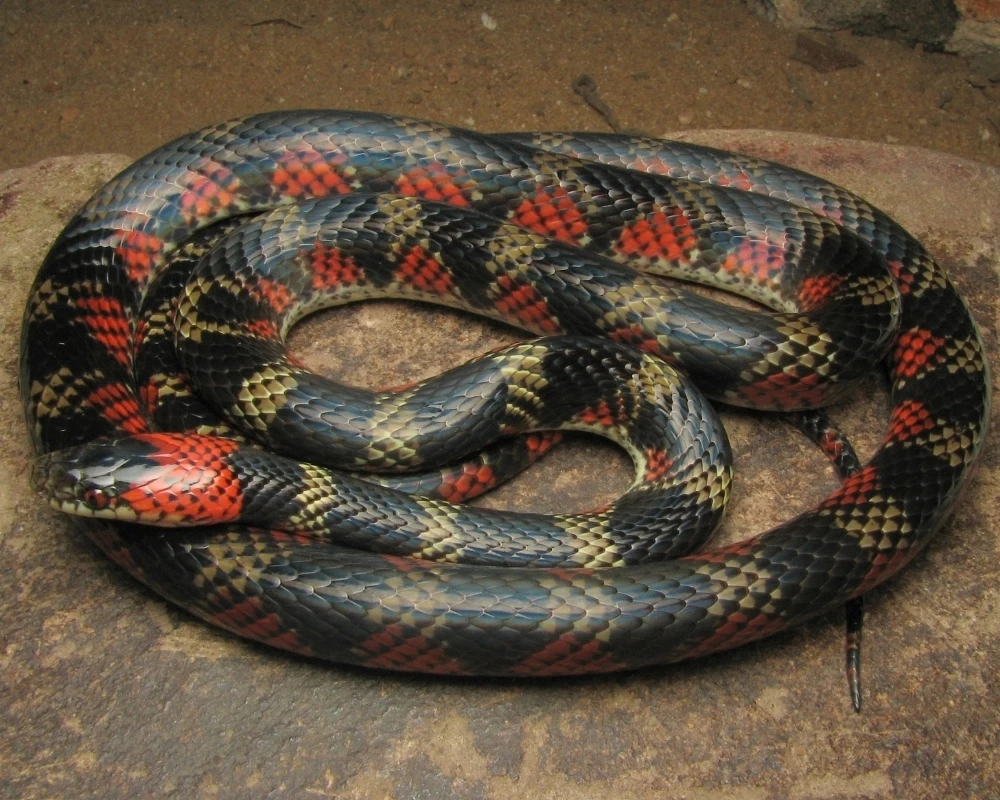 Cobra falsa-coral com padrão em preto, vermelho e amarelo formando desenhos geométricos, enrolada sobre rocha.