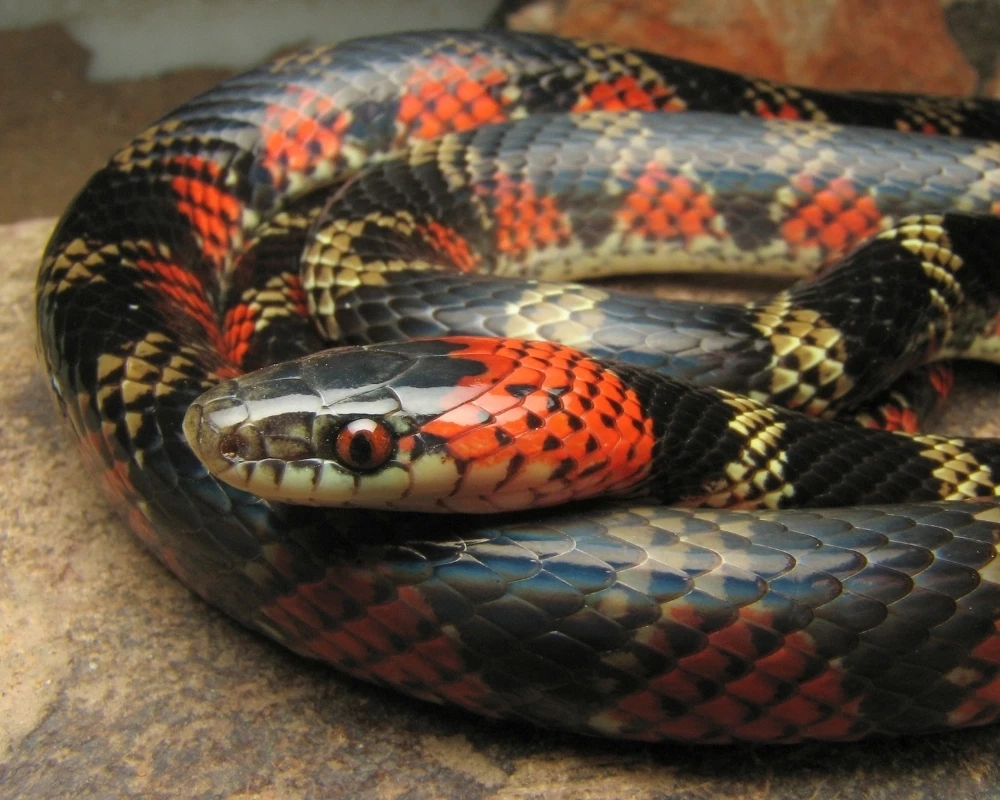 Close-up de cobra falsa-coral com padrão em vermelho, preto e branco, e olhos vermelhos, enrolada sobre uma pedra.