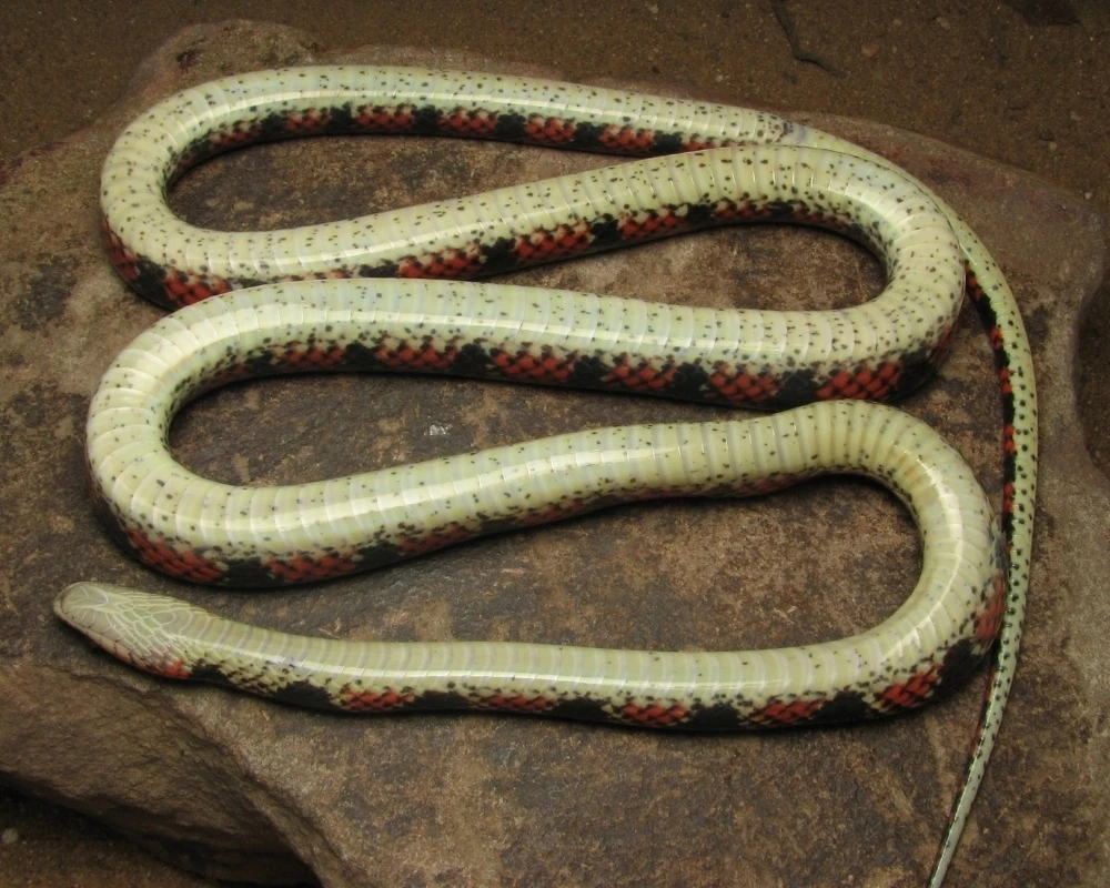 Cobra vista pelo ventre claro com manchas vermelhas e pretas laterais, estendida sobre rocha.