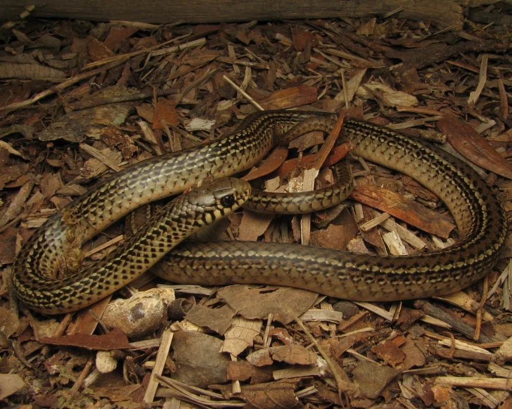 Cobra marrom com padrão de manchas pequenas escuras ao longo do corpo, repousando sobre folhas secas.