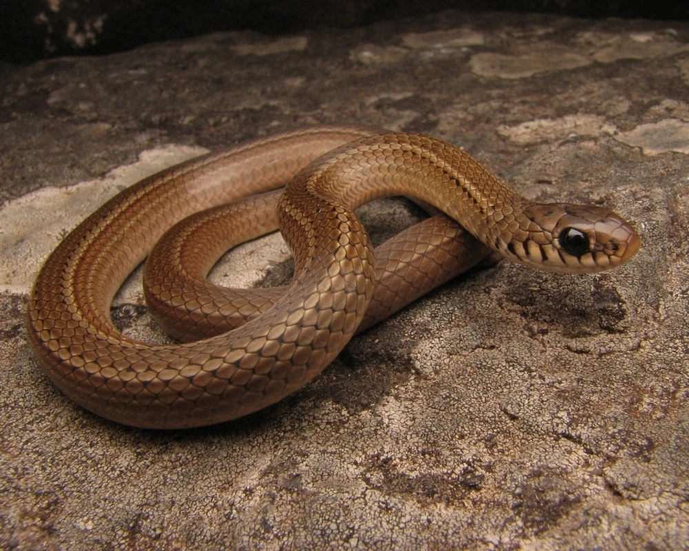Cobra marrom uniforme com escamas lisas e brilho discreto, enrolada sobre uma rocha.