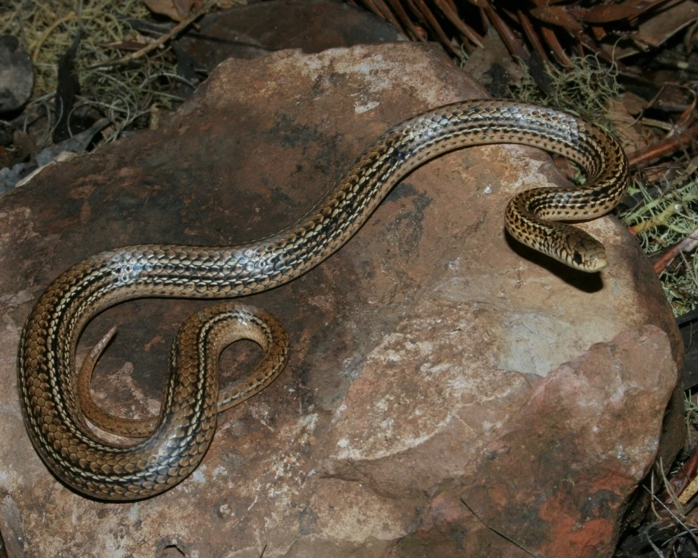 Cobra marrom com padrão de manchas escuras pelo corpo, posicionada sobre pedra em ambiente natural.