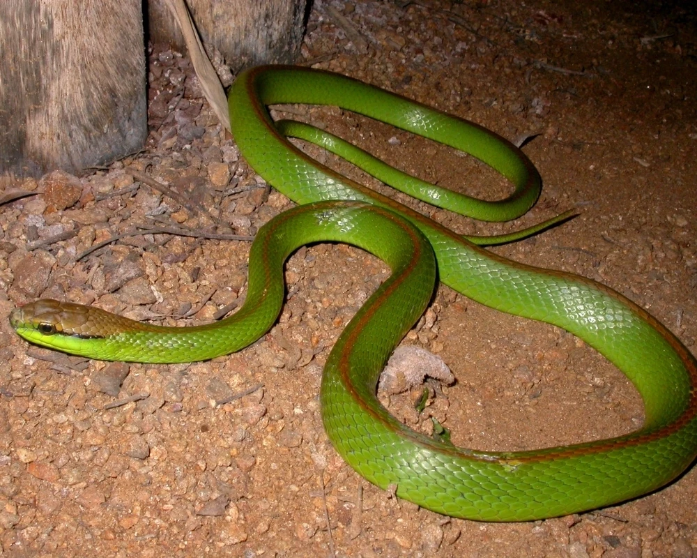 Cobra cipó verde com linha marrom dorsal, estendida sobre solo pedregoso em ambiente noturno.