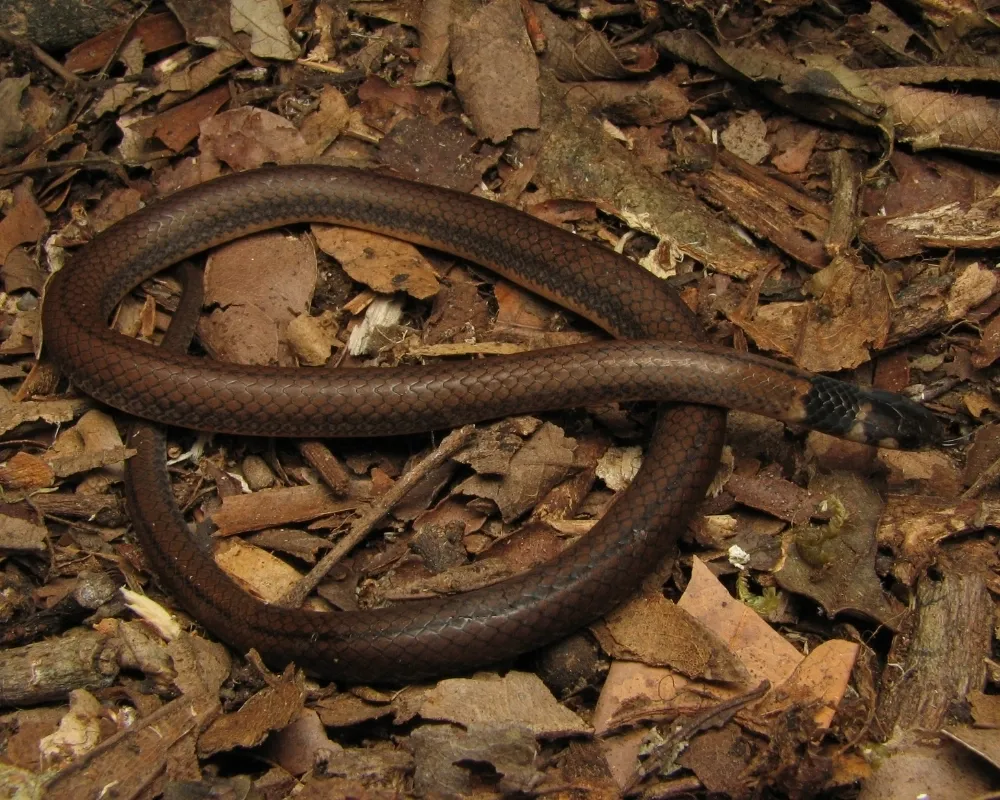 Serpente marrom-escura delgada enrolada entre folhas secas.