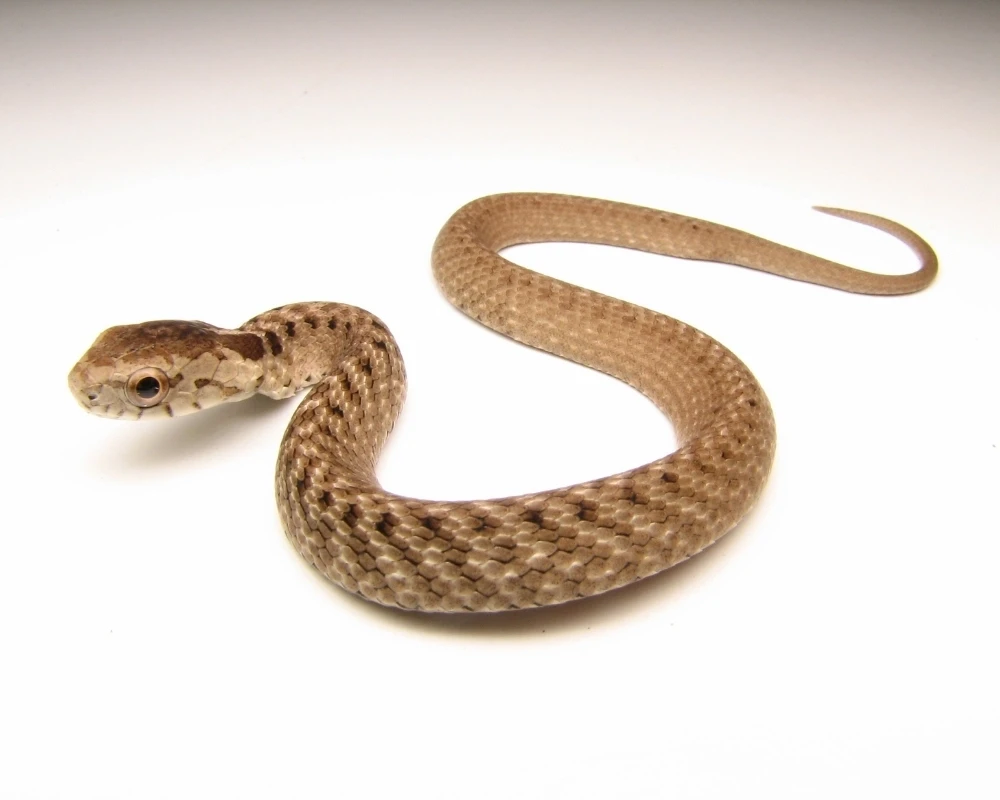 Cobra marrom-clara isolada em fundo branco, corpo fino com padrão discreto no dorso.