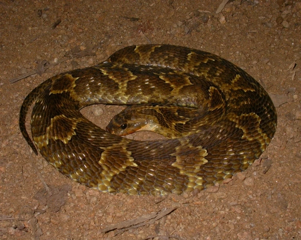 Cobra marrom-escura com manchas amareladas irregulares, enrolada sobre solo arenoso.