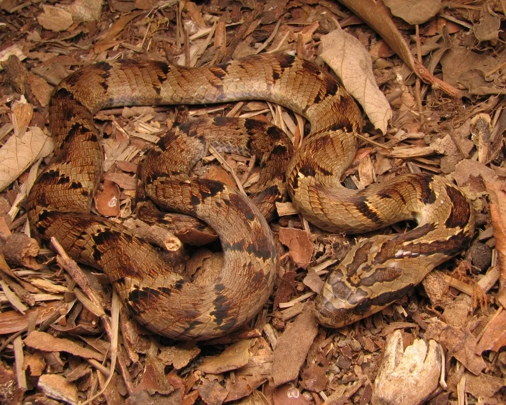Serpente marrom-clara com padrão em zigue-zague escuro enrolada sobre folhas secas.