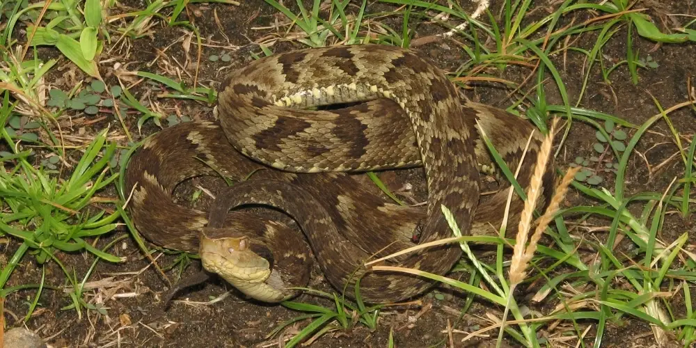Jararaca, serpente marrom com manchas escuras e claras, enrolada sobre o chão com gramíneas.