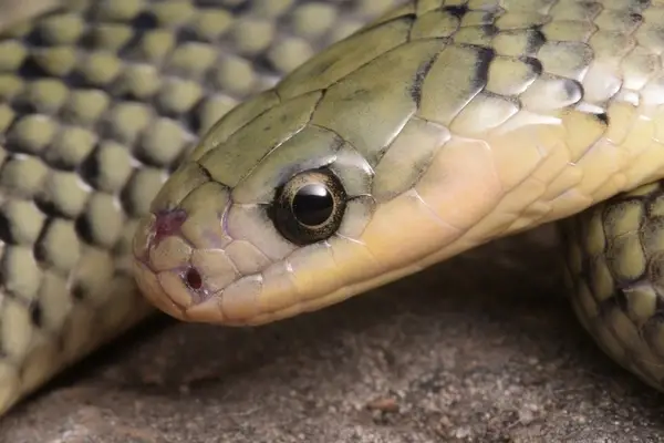 Close-up de olho com pupila redonda de serpente clara.