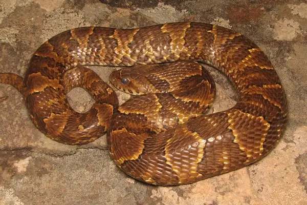 Boipeva, serpente marrom com manchas, enrolada sobre uma pedra.